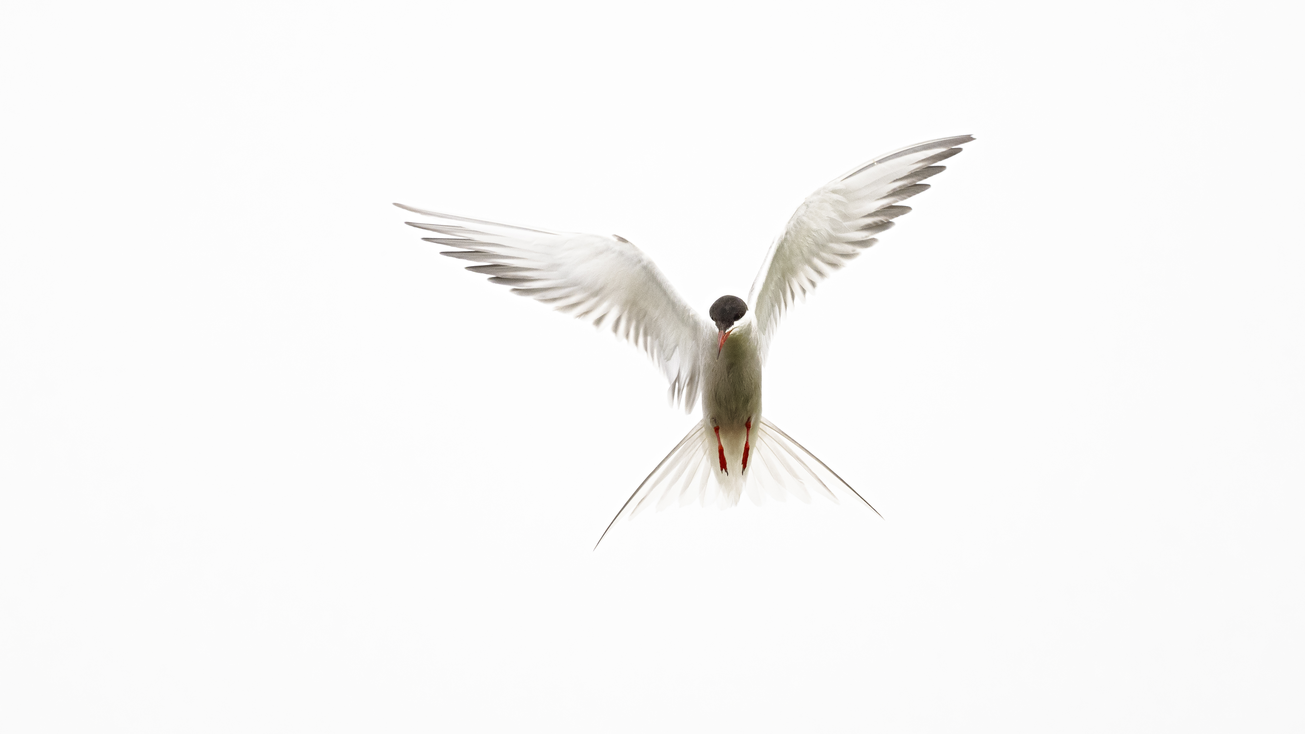Terns1