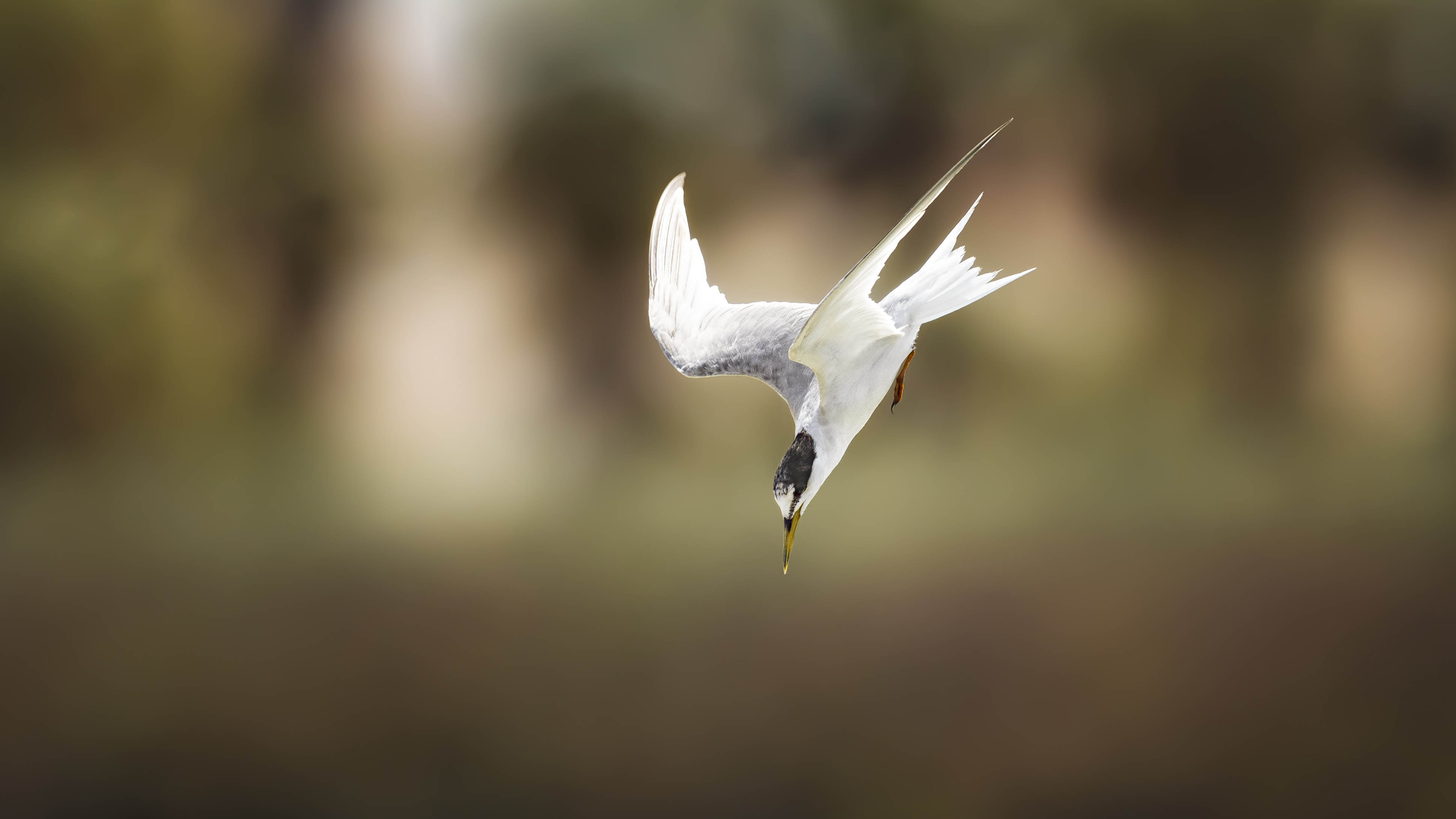 Terns 2