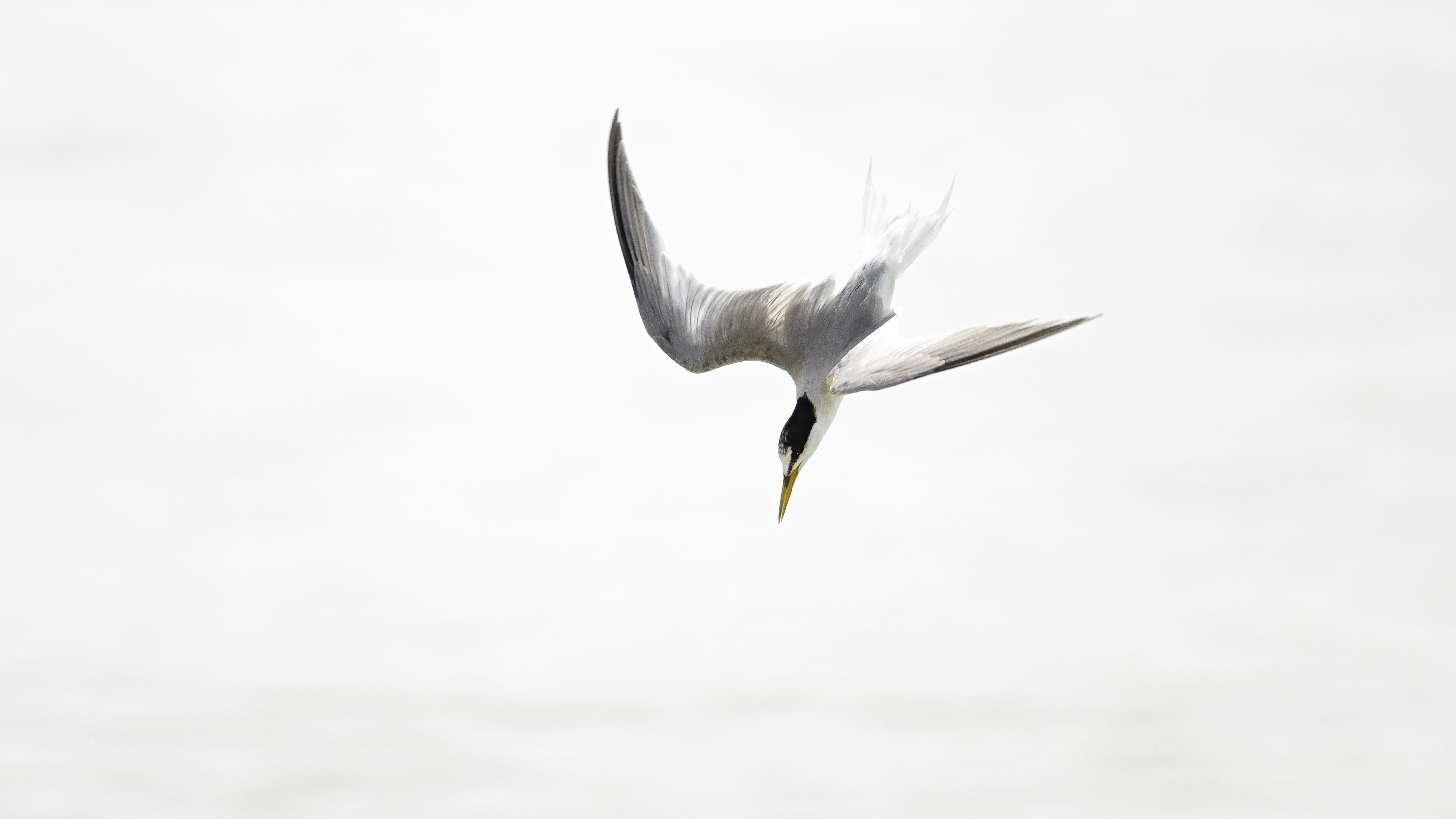 Terns 4