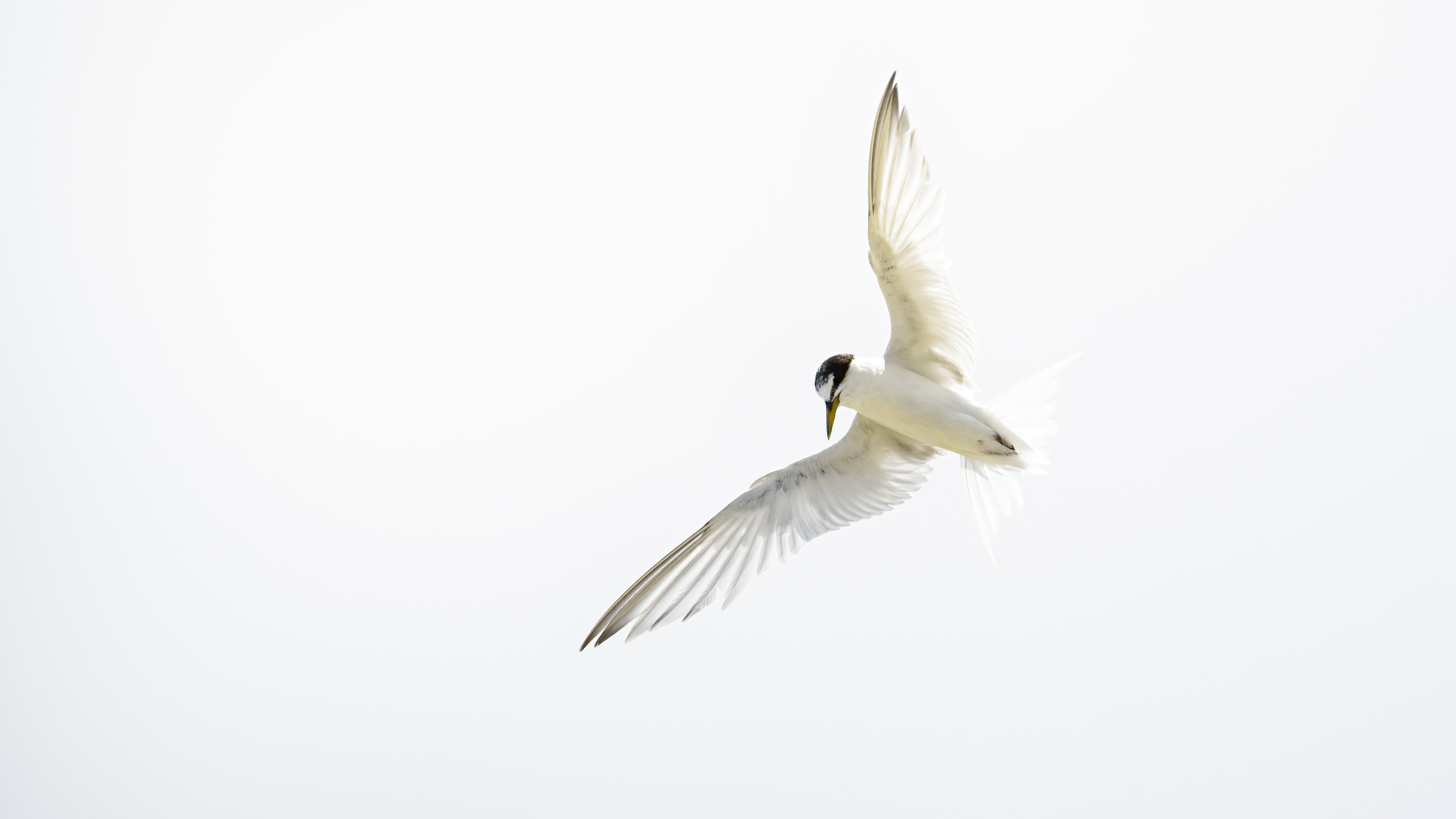 Terns 5