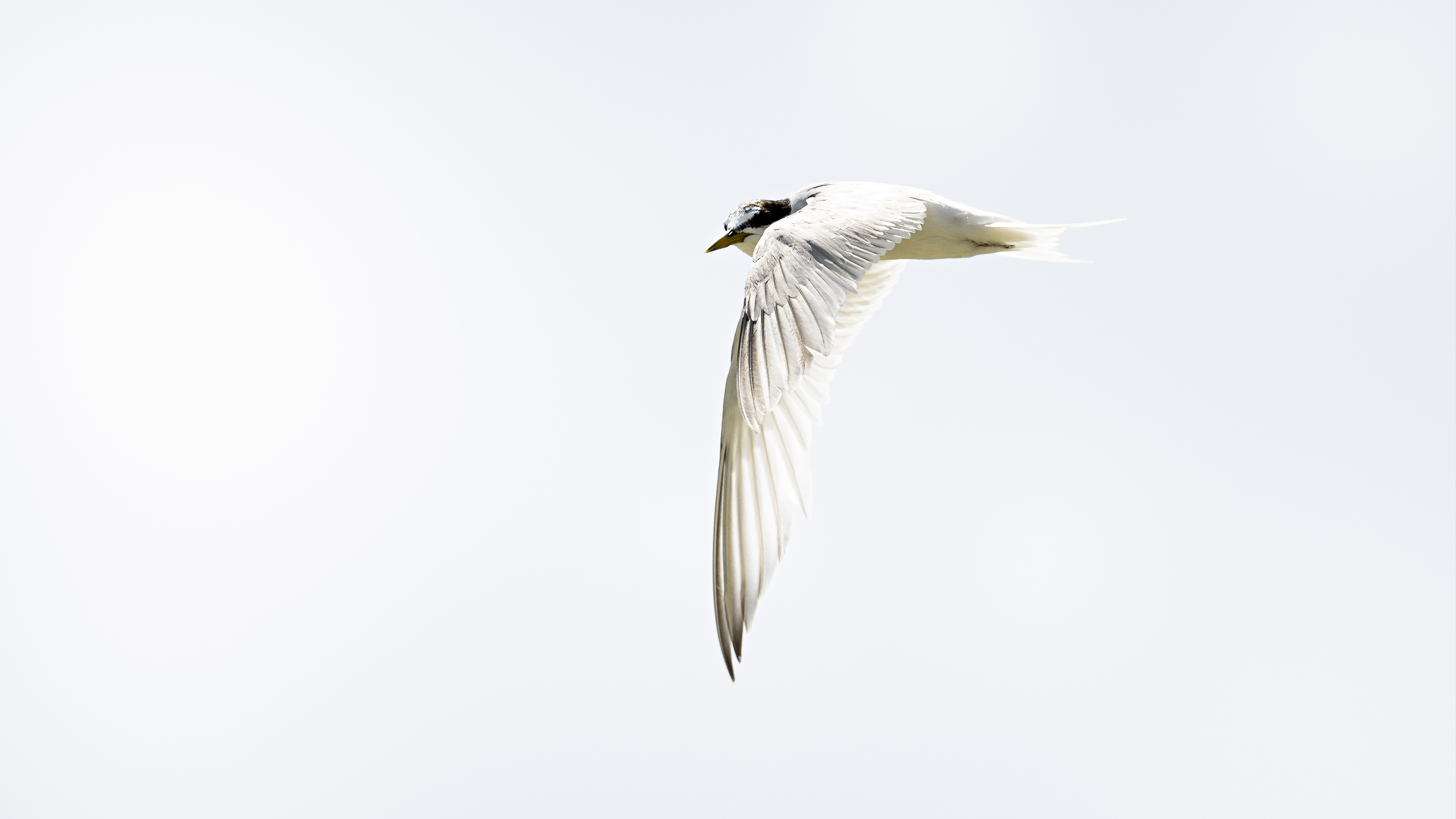 Terns 6