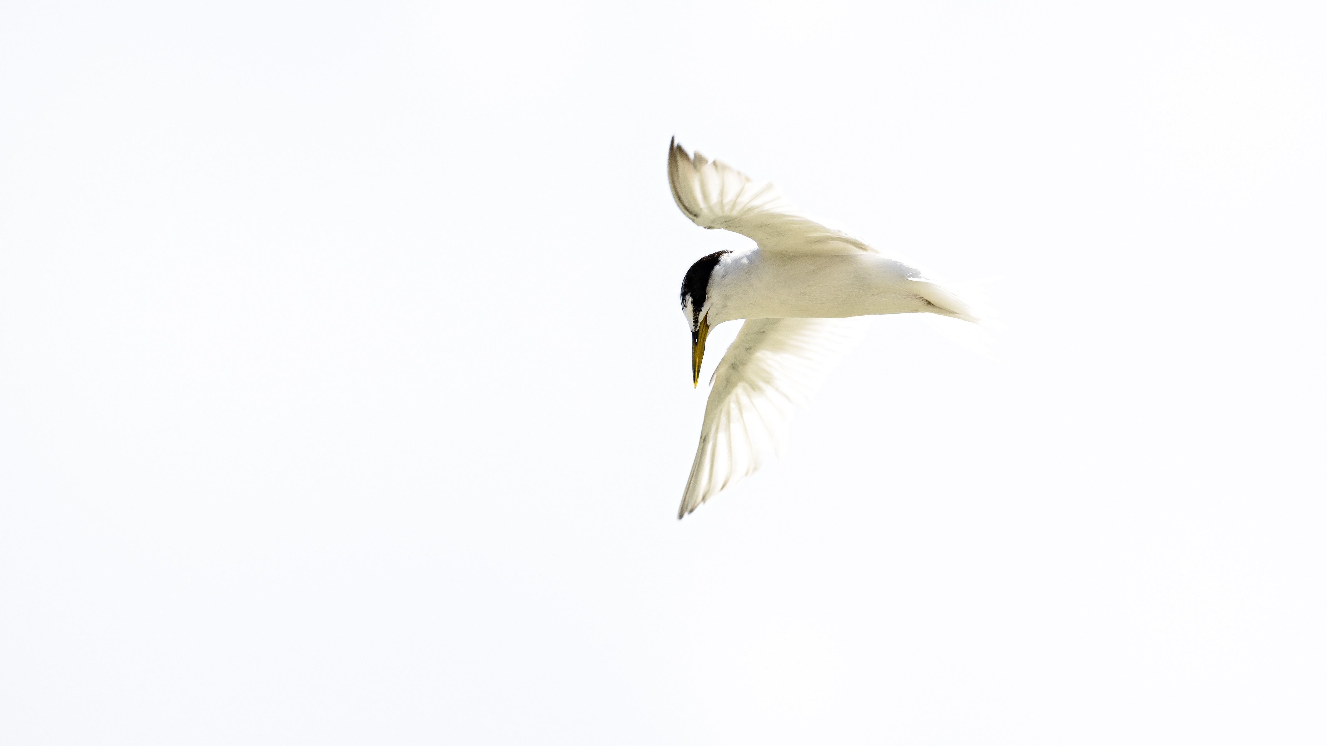 Terns 7