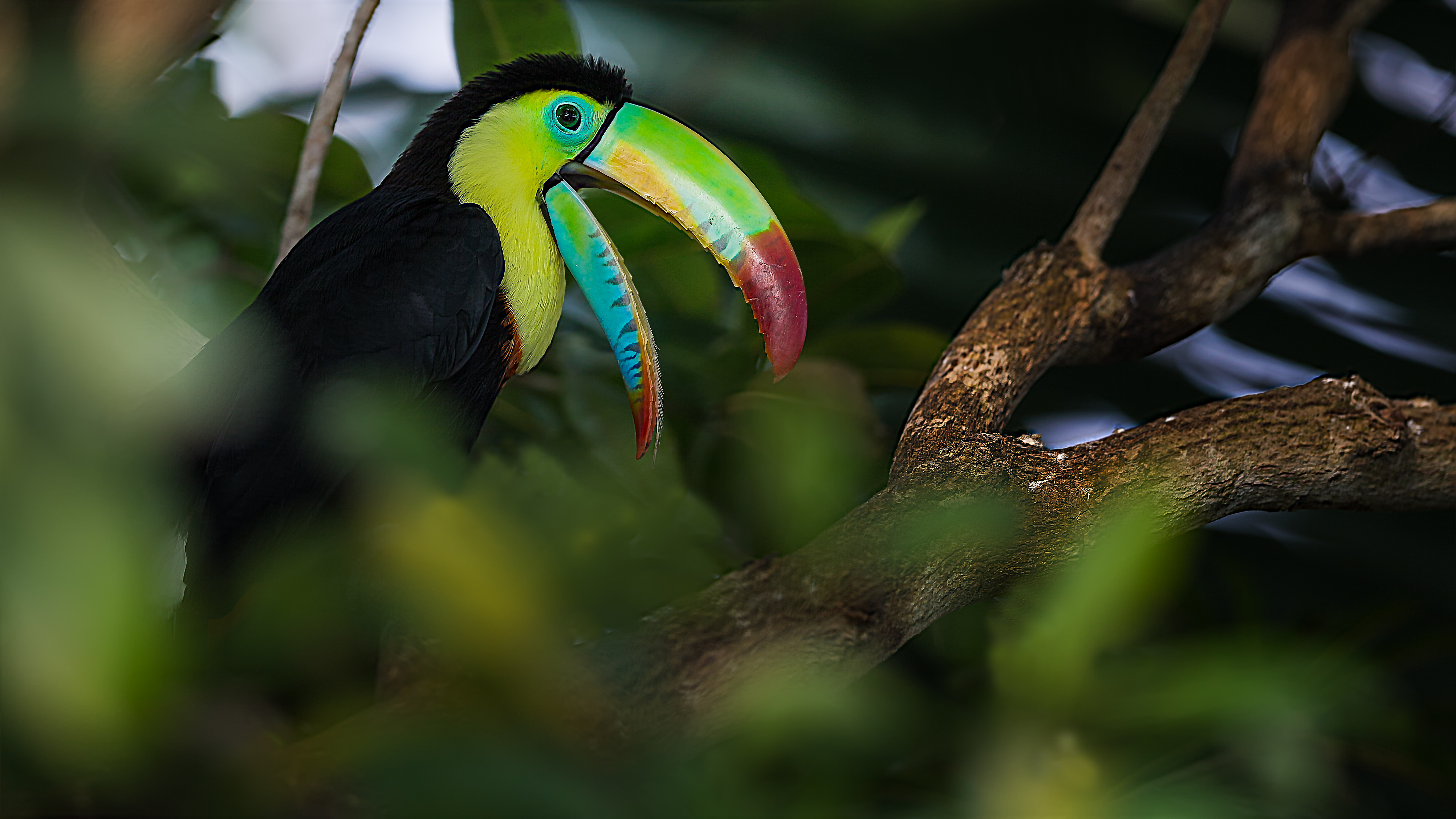 Toucan2