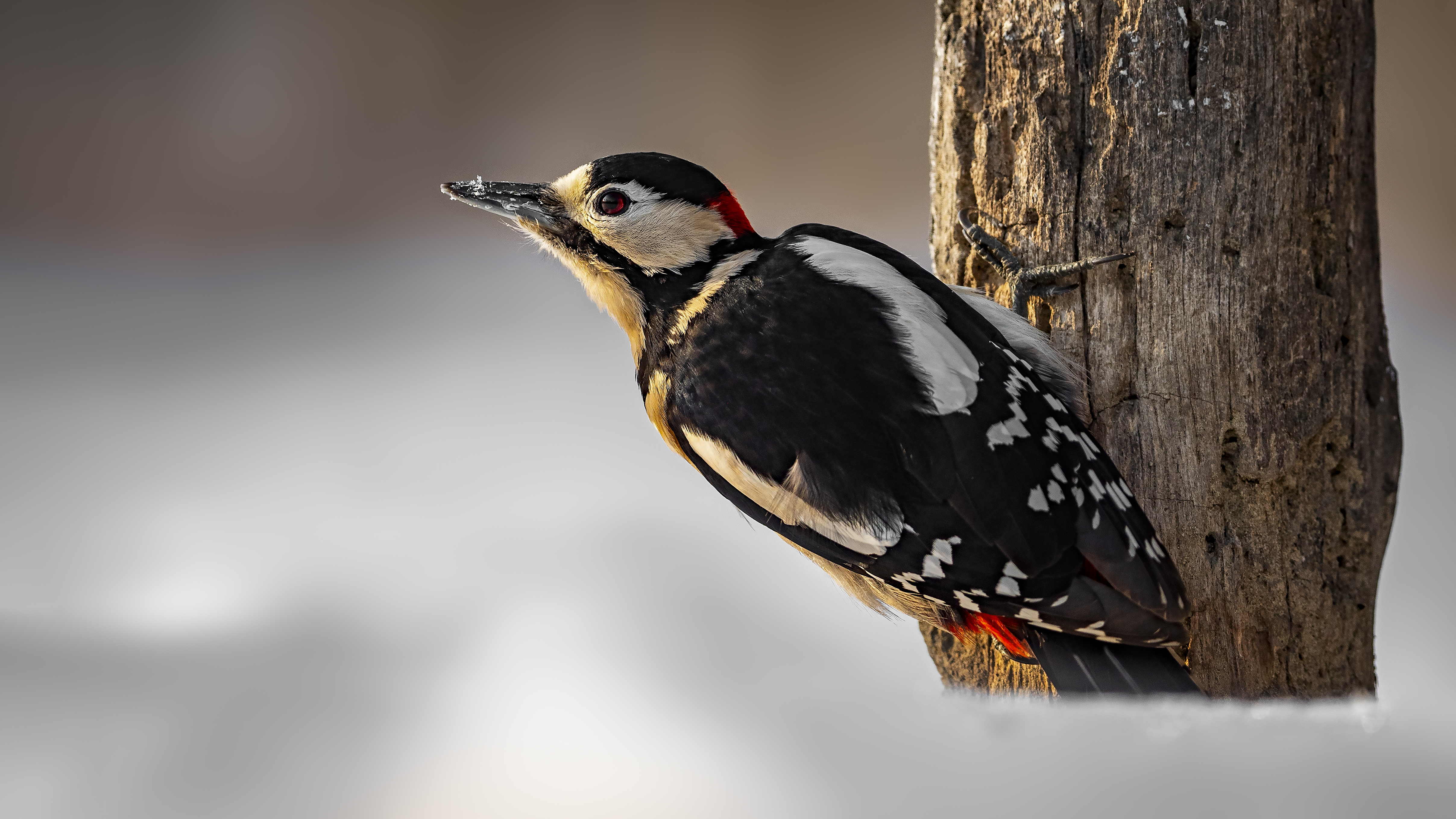 Woodpecker3