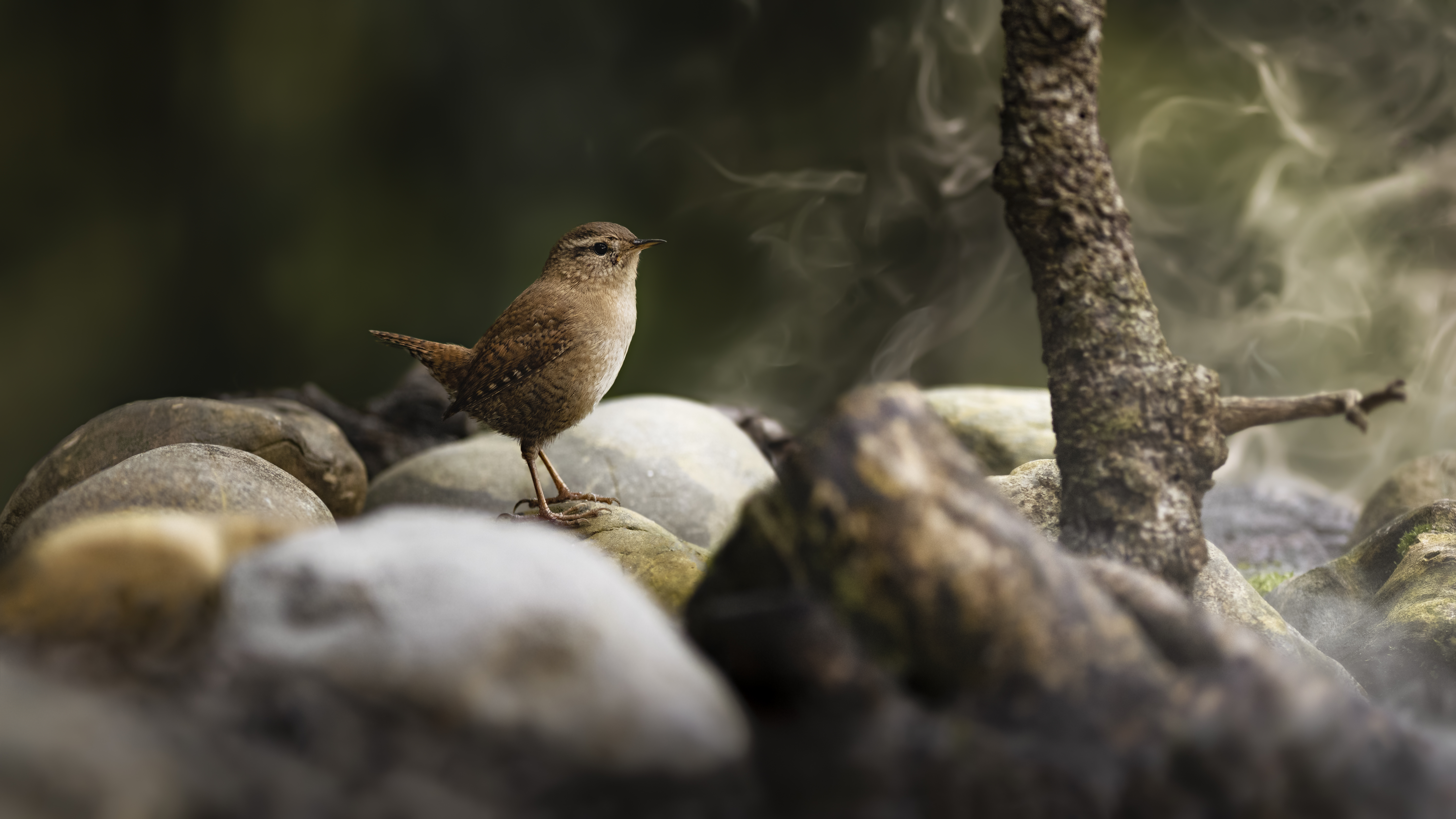 Wren9