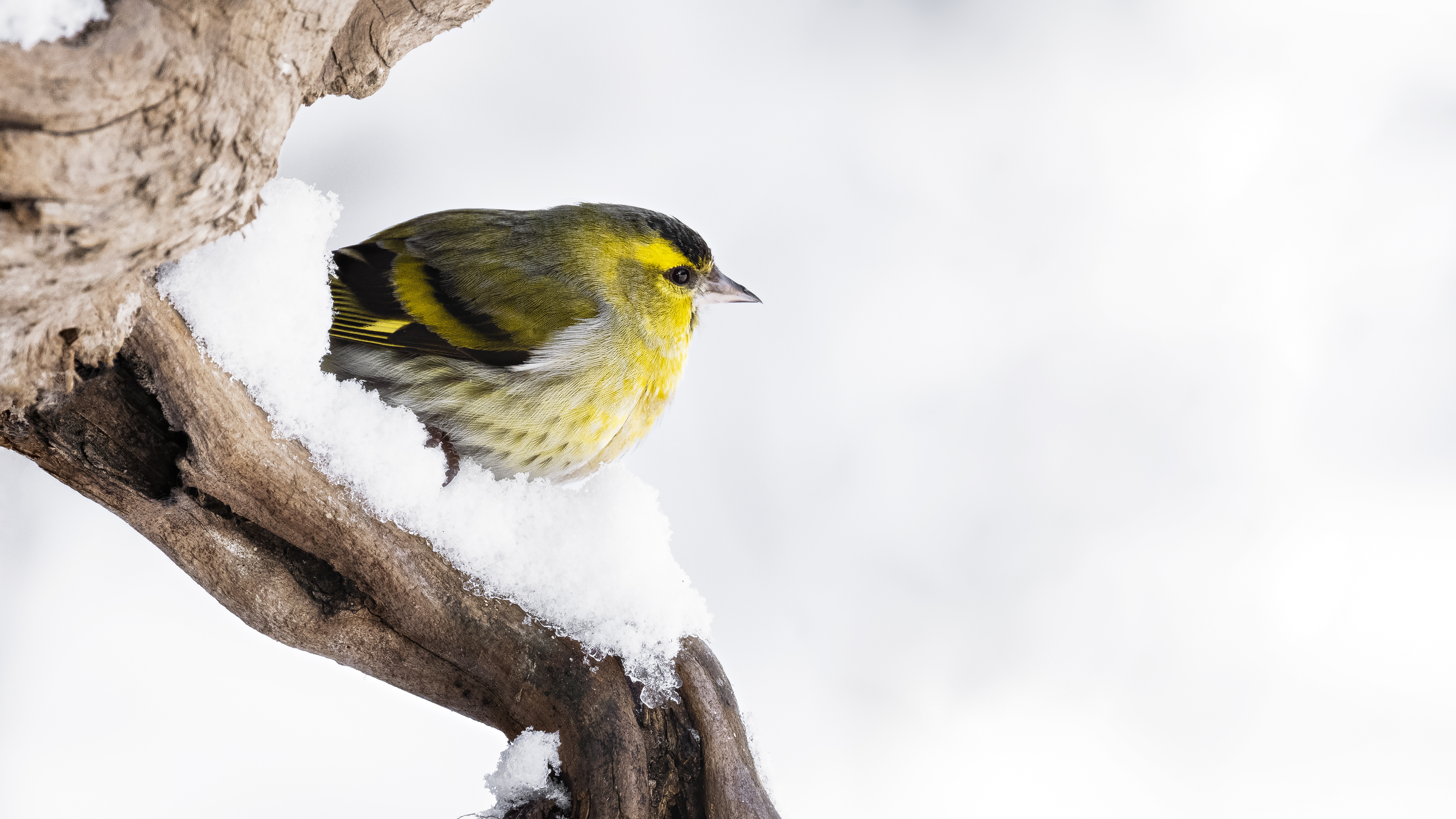 Siskin5