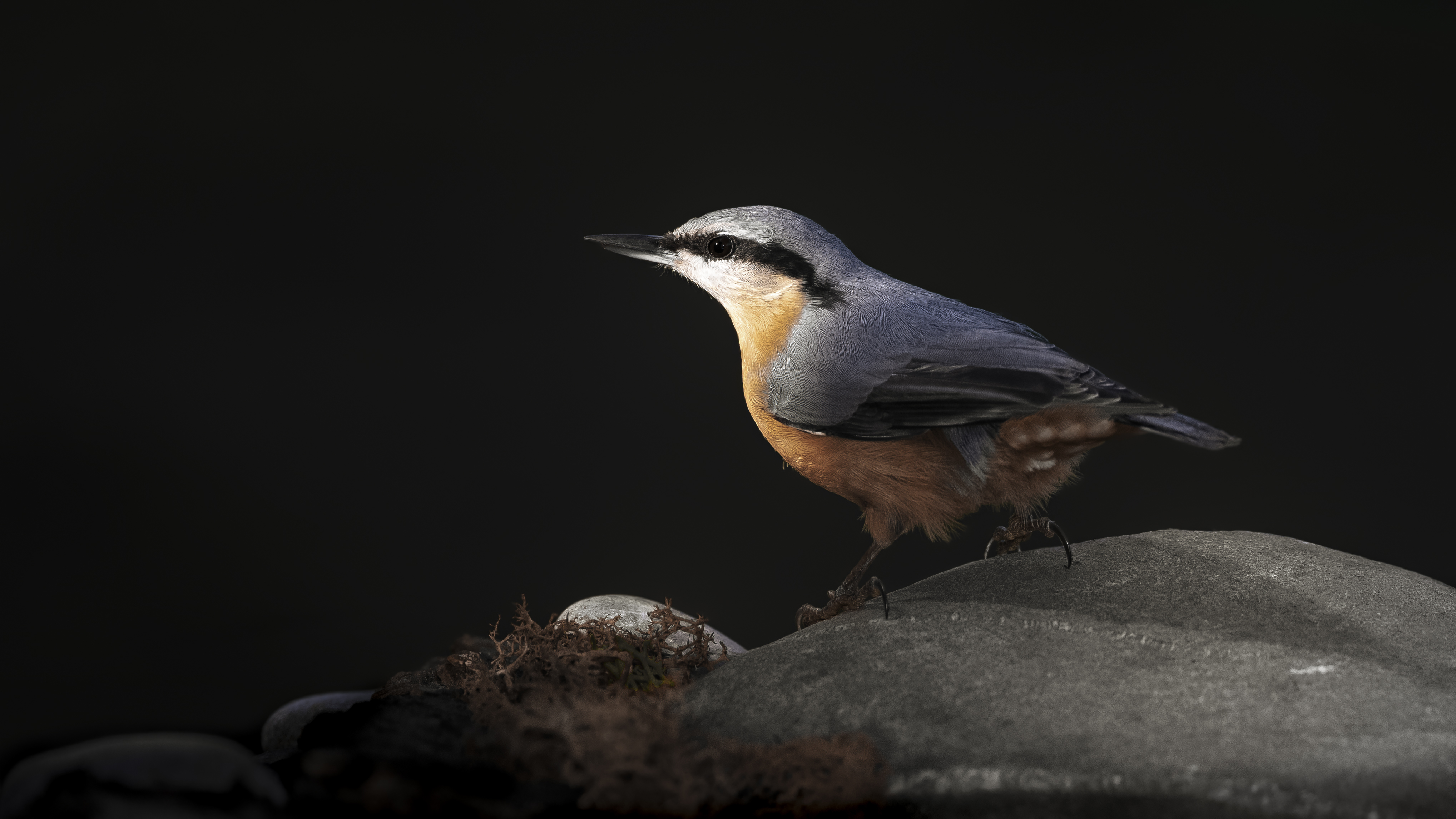 Nuthatch30